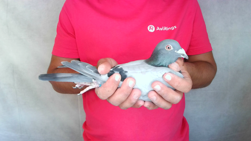 Pigeon image