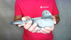 Pigeon image