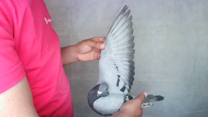 Pigeon image