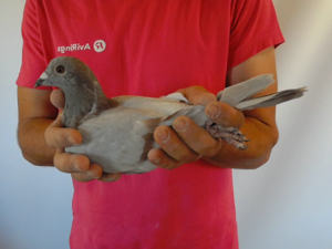 Pigeon image