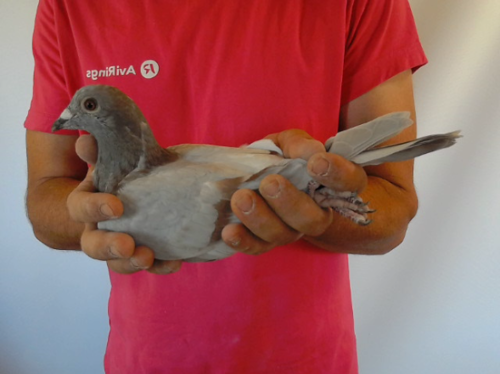 Pigeon image