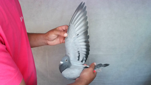 Pigeon image