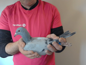 Pigeon image