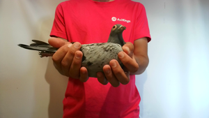 Pigeon image