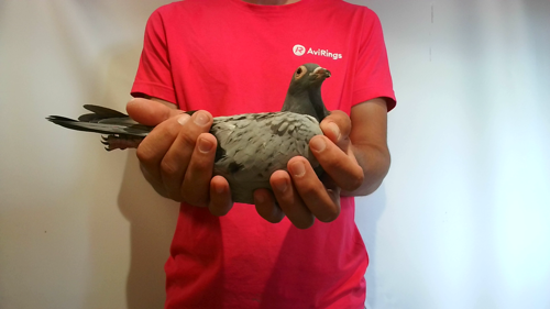 Pigeon image