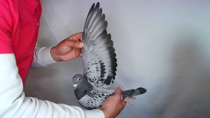 Pigeon image