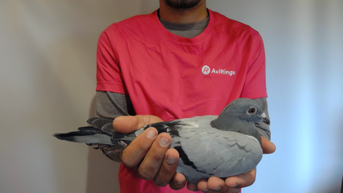 Pigeon image