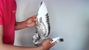 Pigeon image
