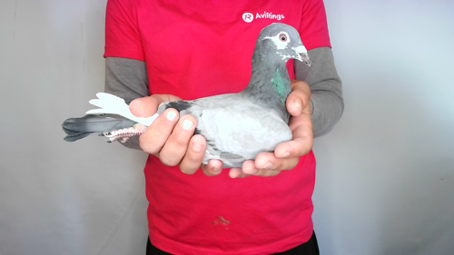 Pigeon image