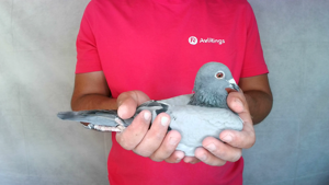 Pigeon image