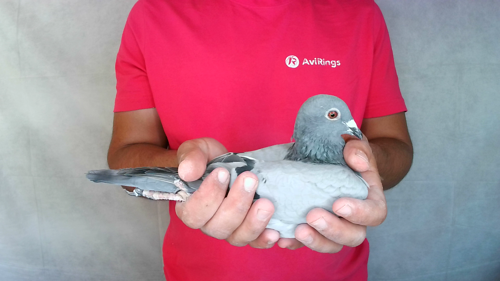 Pigeon image