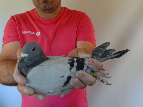 Pigeon image