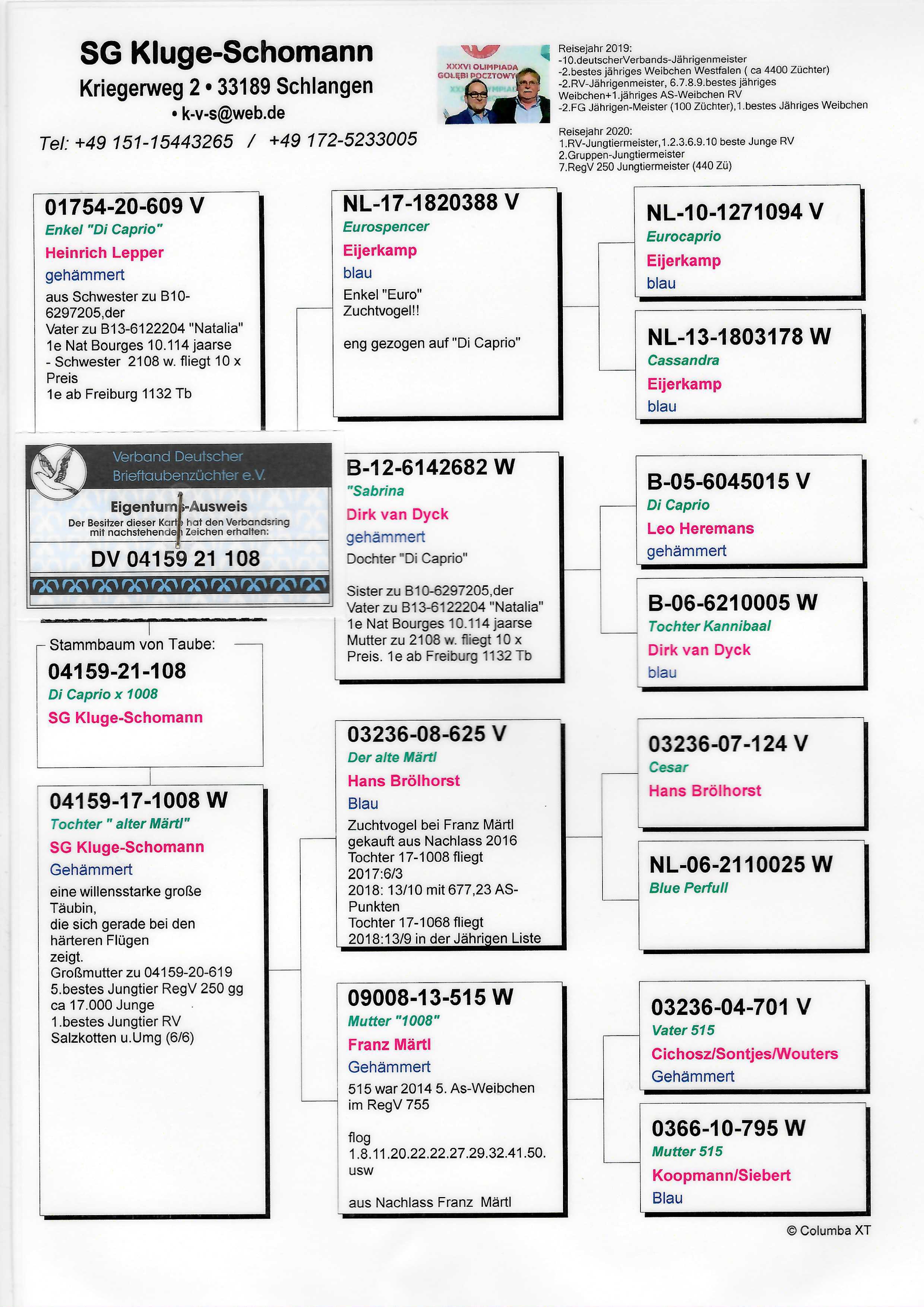 Pigeon pedigree image