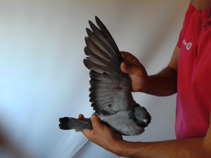 Pigeon image