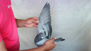 Pigeon image