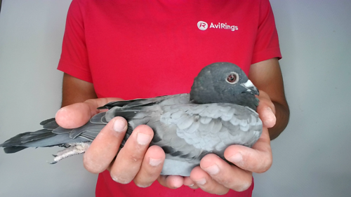 Pigeon image
