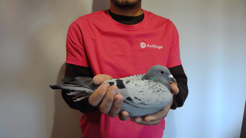 Pigeon image