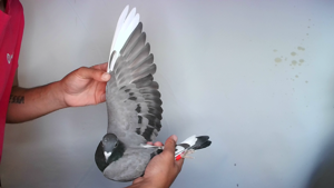 Pigeon image