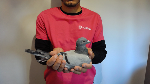 Pigeon image