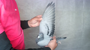 Pigeon image