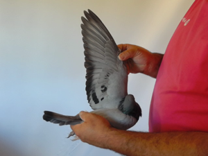 Pigeon image