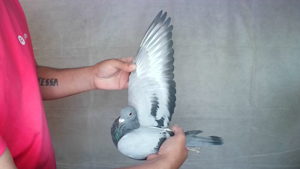 Pigeon image