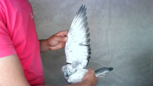 Pigeon image