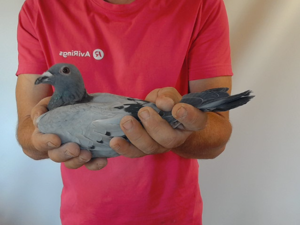 Pigeon image