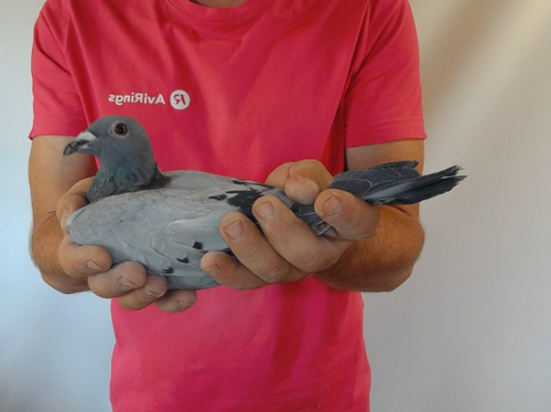 Pigeon image