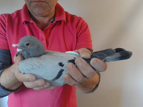 Pigeon image