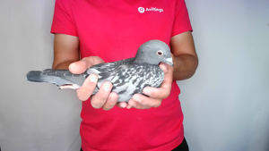 Pigeon image