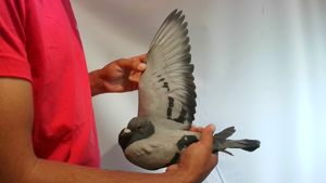 Pigeon image