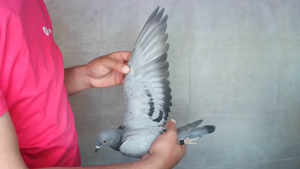 Pigeon image