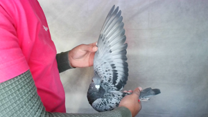 Pigeon image