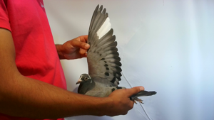 Pigeon image