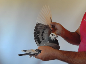 Pigeon image