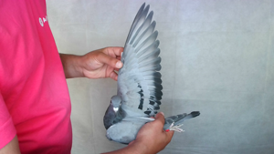 Pigeon image