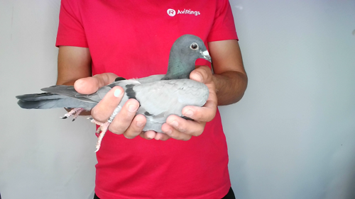 Pigeon image