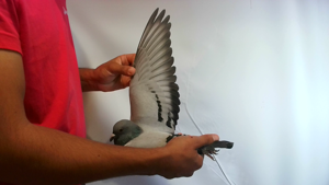 Pigeon image