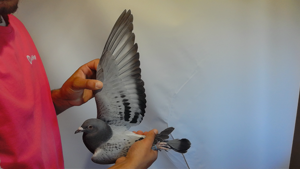 Pigeon image