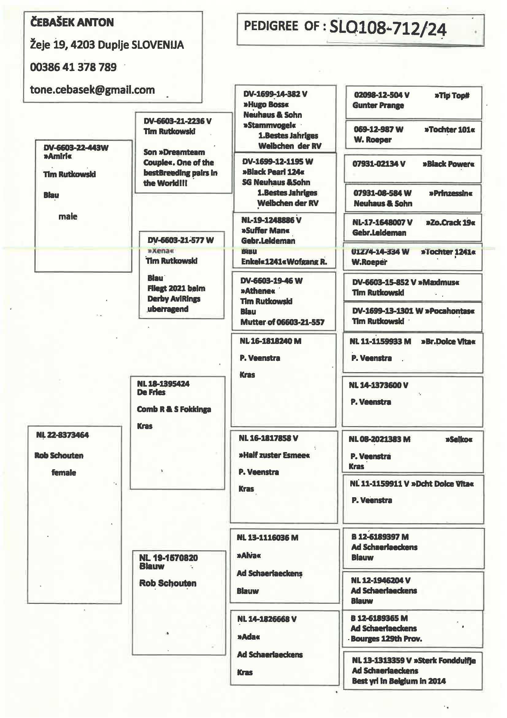Pigeon pedigree image