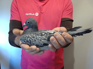 Pigeon image