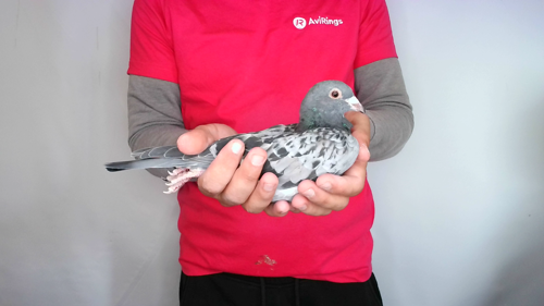 Pigeon image