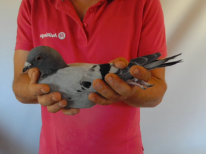 Pigeon image