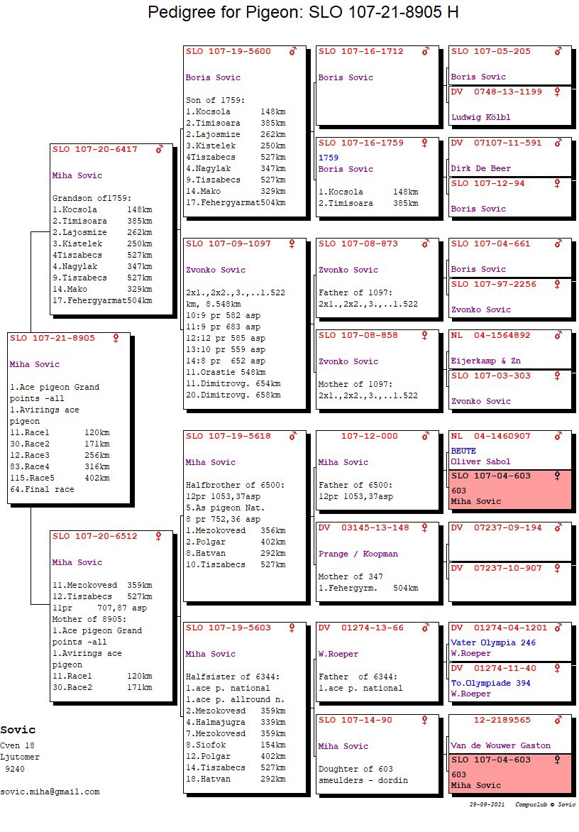 Pigeon pedigree image