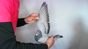 Pigeon image
