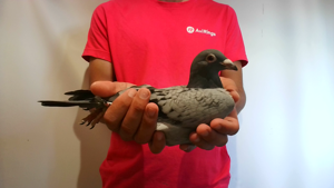 Pigeon image