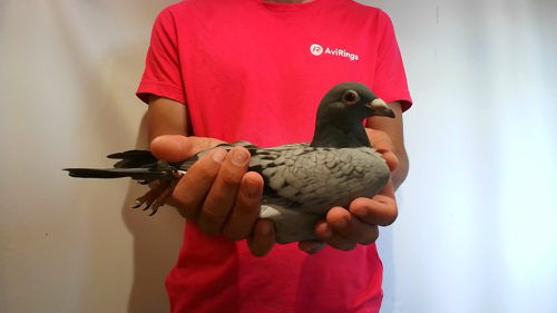 Pigeon image