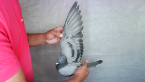 Pigeon image