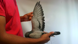 Pigeon image